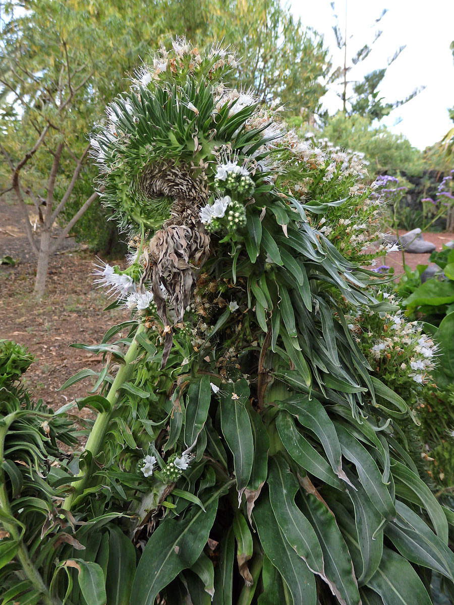 Hadinec (Echium simplex DC.) s fasciací stonku