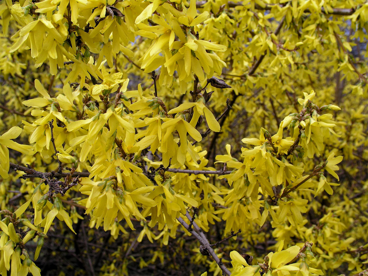 Zlatice převislá (Forsythia suspensa (Thumb.) Vahl)