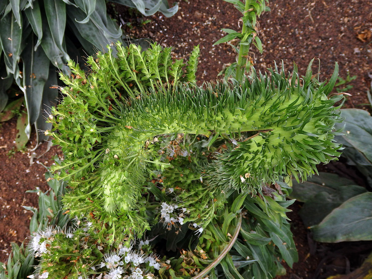 Hadinec (Echium simplex DC.) s fasciací stonku