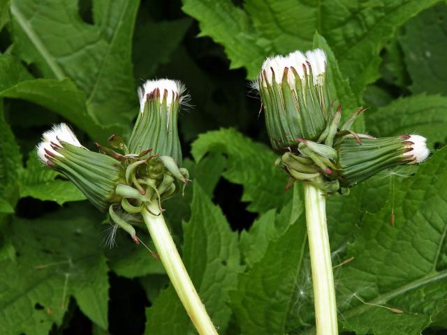 Smetánka lékařská (Teraxacum officinale L.) - fasciace stonku (6a)