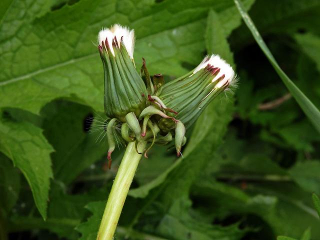 Smetánka lékařská (Teraxacum officinale L.) - fasciace stonku (6b)