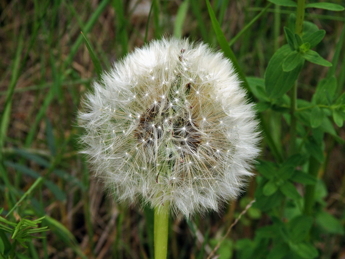 Smetánka lékařská (Teraxacum officinale L.) - fasciace stonku (6c)