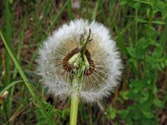 Smetánka lékařská (Teraxacum officinale L.) - fasciace stonku (6d)