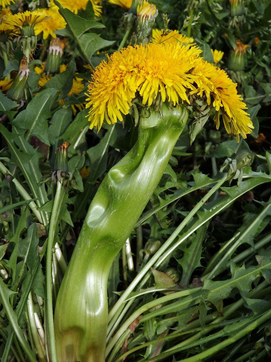 Smetánka lékařská (Teraxacum officinale L.) - fasciace stonku (10)