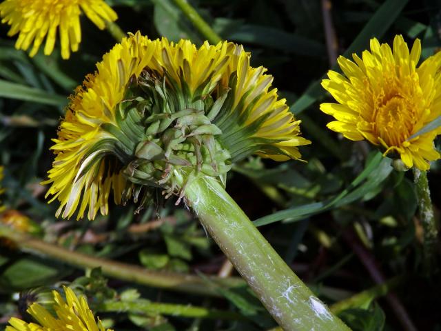 Smetánka lékařská (Teraxacum officinale L.) - fasciace stonku (11)