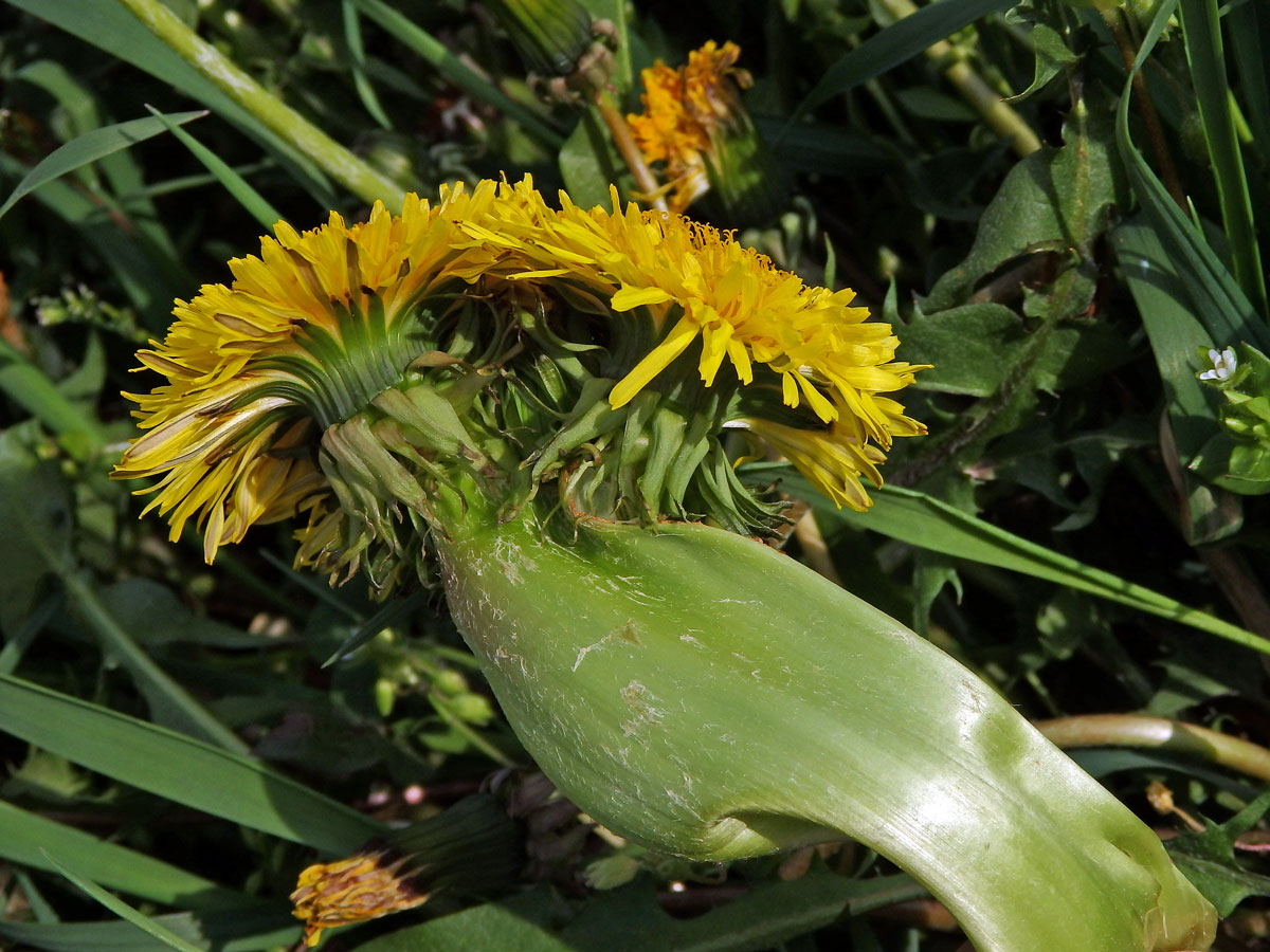 Smetánka lékařská (Teraxacum officinale L.) - fasciace stonku (12)