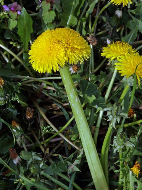 Smetánka lékařská (Teraxacum officinale L.) - fasciace stonku (13)