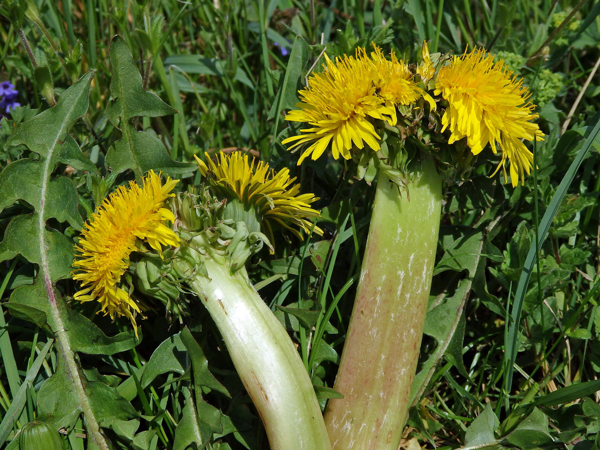 Smetánka lékařská (Teraxacum officinale L.) - fasciace stonku (14a)