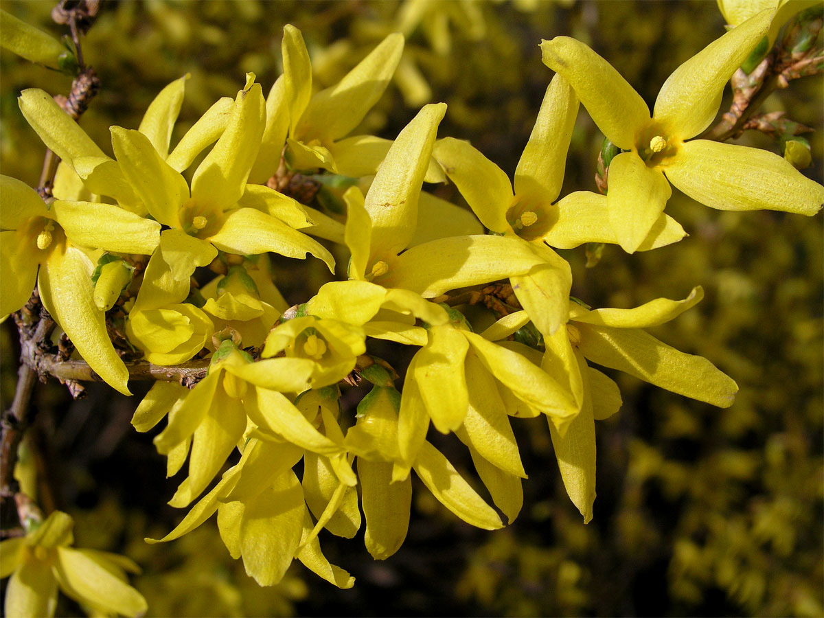 Zlatice převislá (Forsythia suspensa (Thumb.) Vahl)