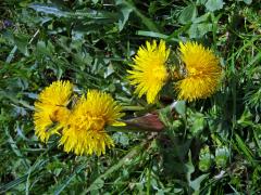 Smetánka lékařská (Teraxacum officinale L.) - fasciace stonku (14b)