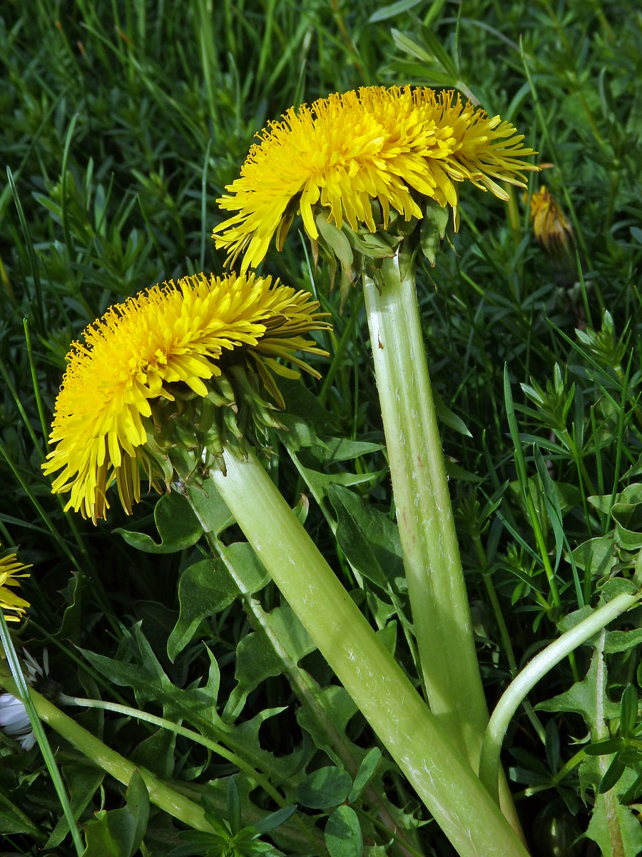 Smetánka lékařská (Teraxacum officinale L.) - fasciace stonku (15a)