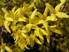 Zlatice převislá (Forsythia suspensa (Thumb.) Vahl)