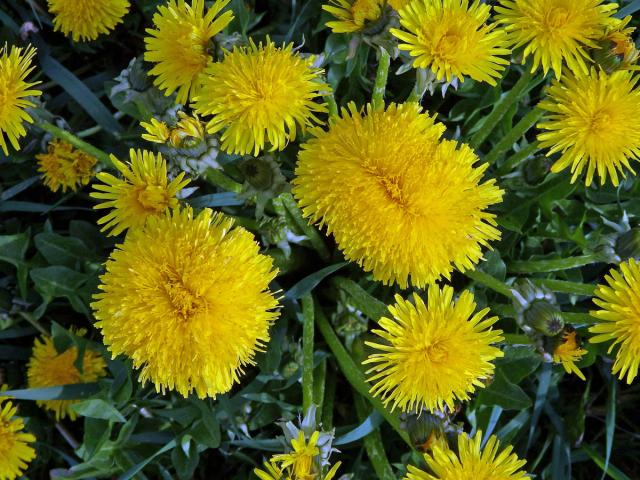 Smetánka lékařská (Teraxacum officinale L.) - fasciace stonku (16)