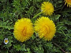 Smetánka lékařská (Teraxacum officinale L.) - fasciace stonku (15b)