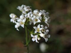 Svízel sivý (Galium glaucum L.) s pětičetným květem (4)