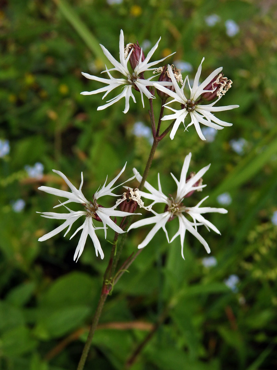 Kohoutek luční (Lychnis flos-cuculi L.) s bílými květy (3a)