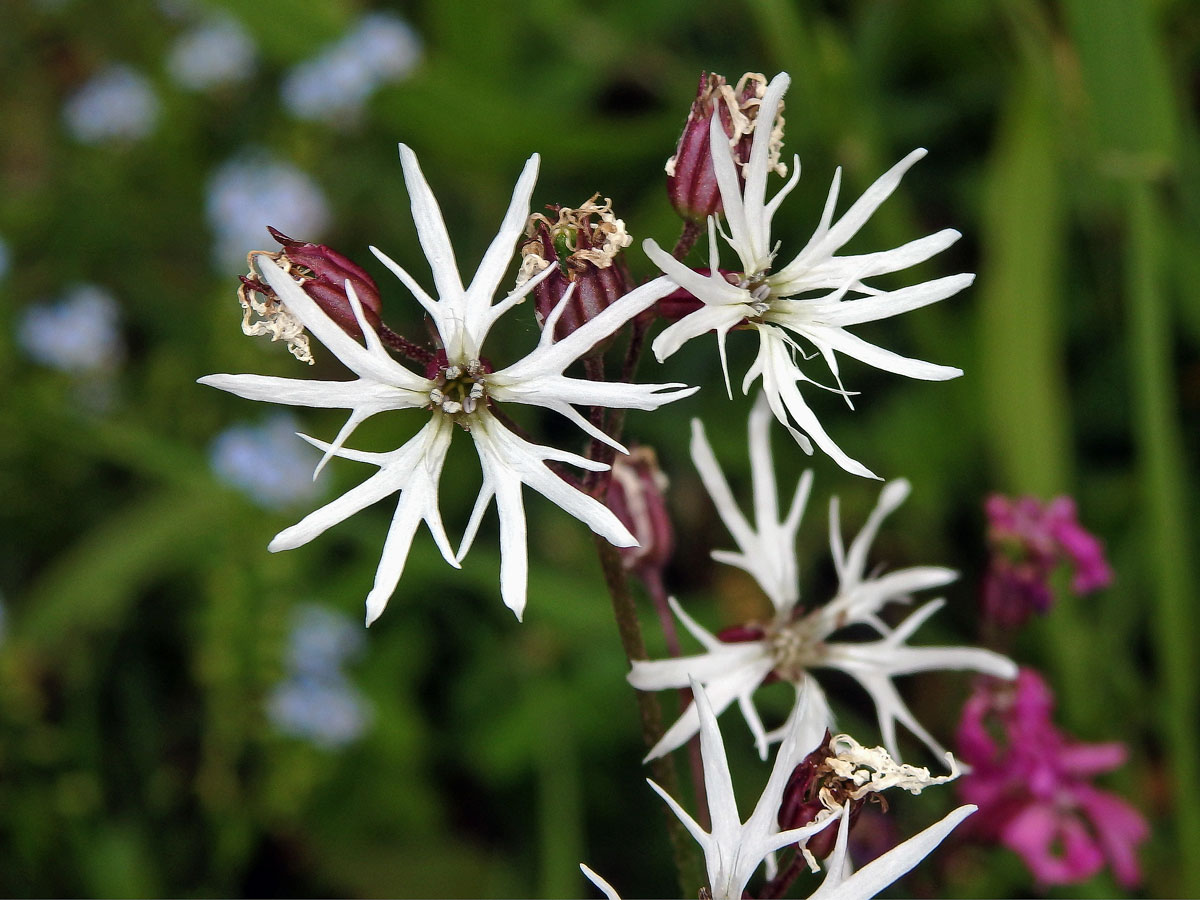 Kohoutek luční (Lychnis flos-cuculi L.) s bílými květy (3b)