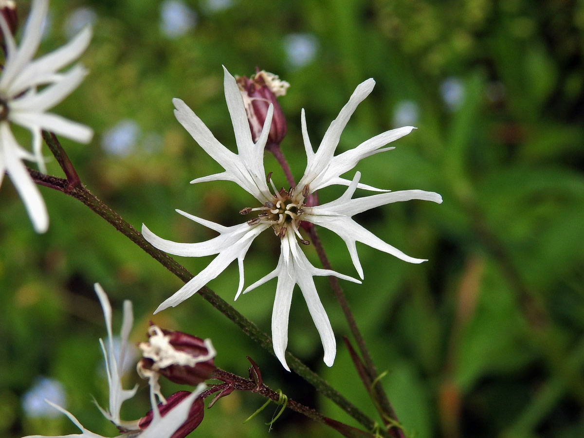 Kohoutek luční (Lychnis flos-cuculi L.) s bílými květy (3c)