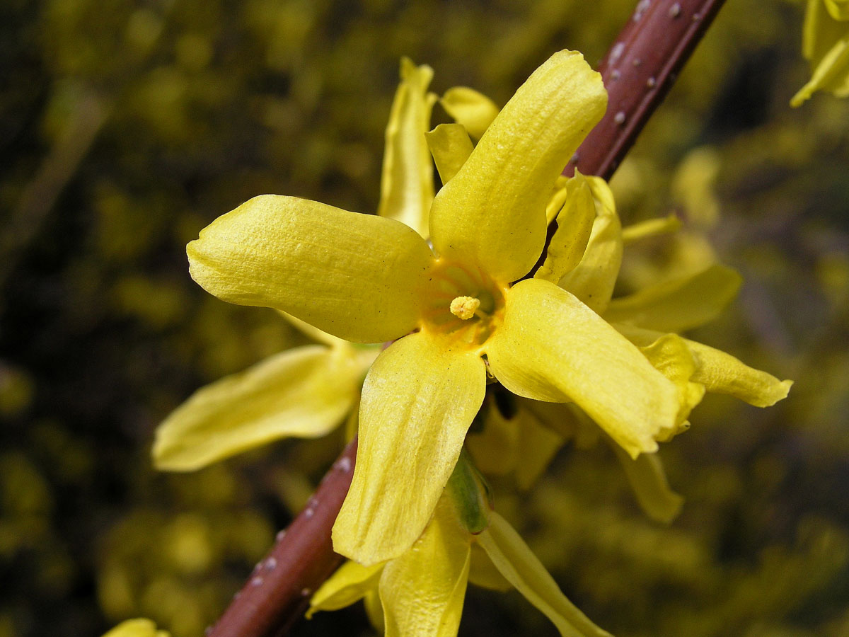 Zlatice převislá (Forsythia suspensa (Thumb.) Vahl)