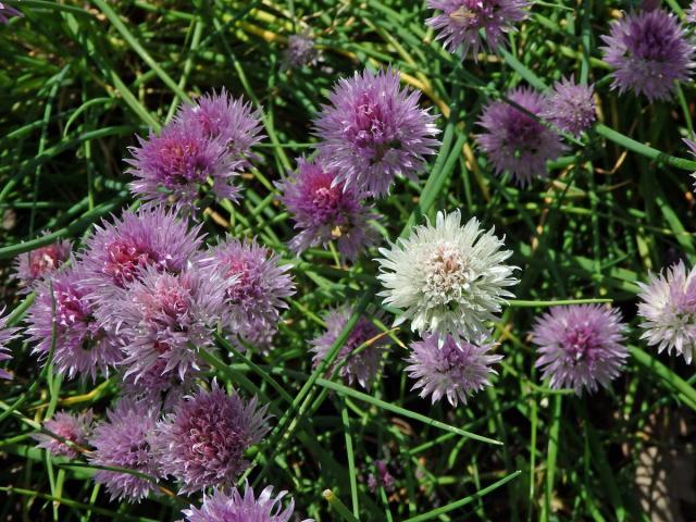 Pažitka pobřežní (Allium schoenoprasum L.) s bílými květy