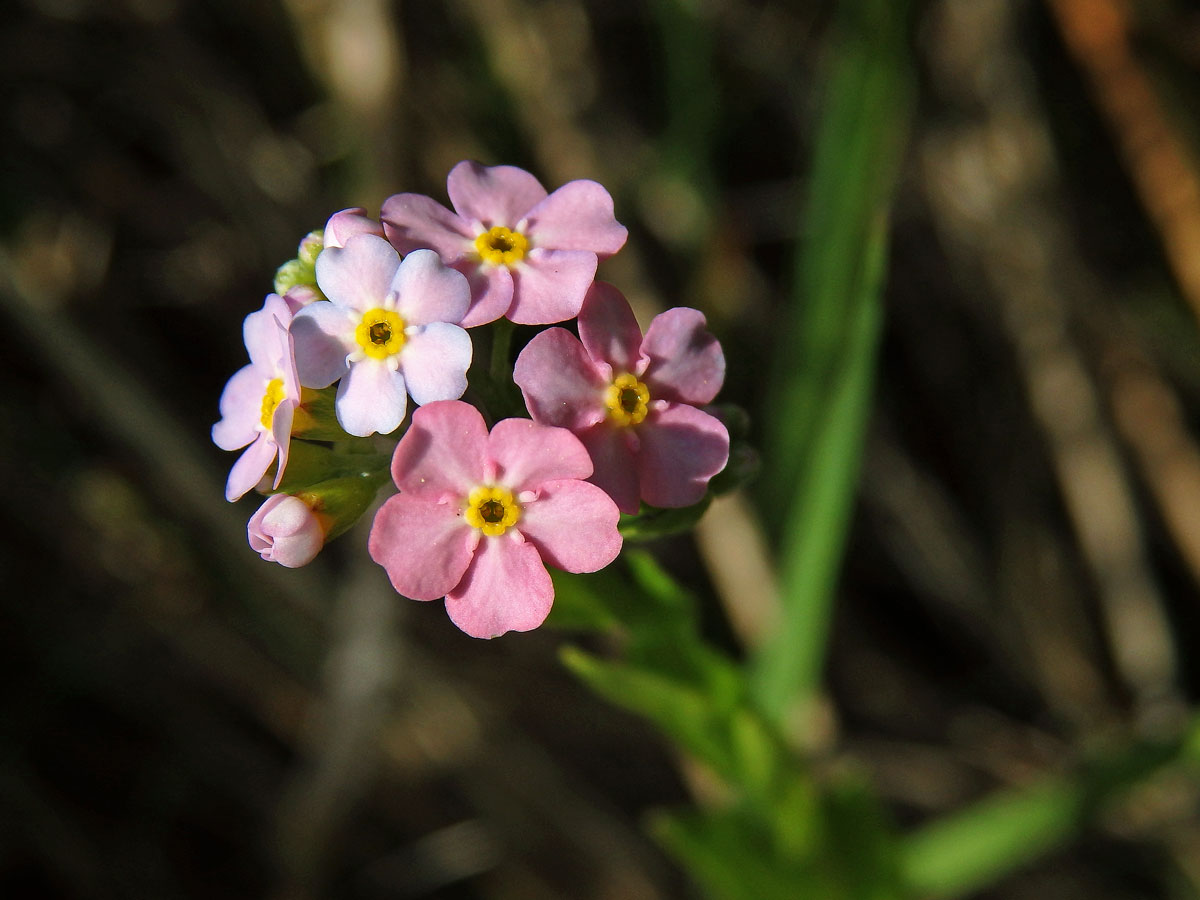 Pomněnka lesní (Myosotis sylvatica Hoffm.) (2) s růžovými květy