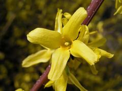 Zlatice převislá (Forsythia suspensa (Thumb.) Vahl)