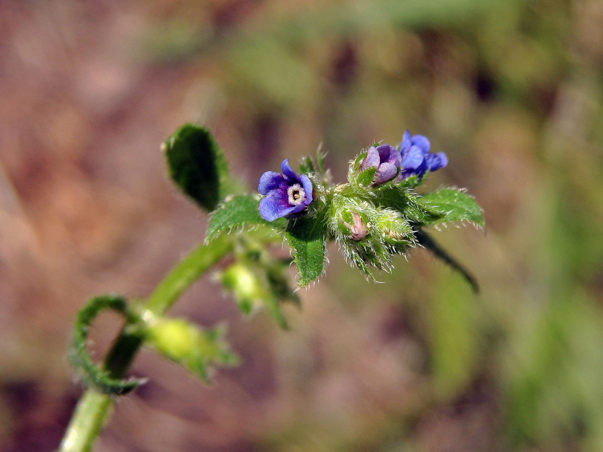 Ostrolist poléhavý (Asperugo procumbens L.)