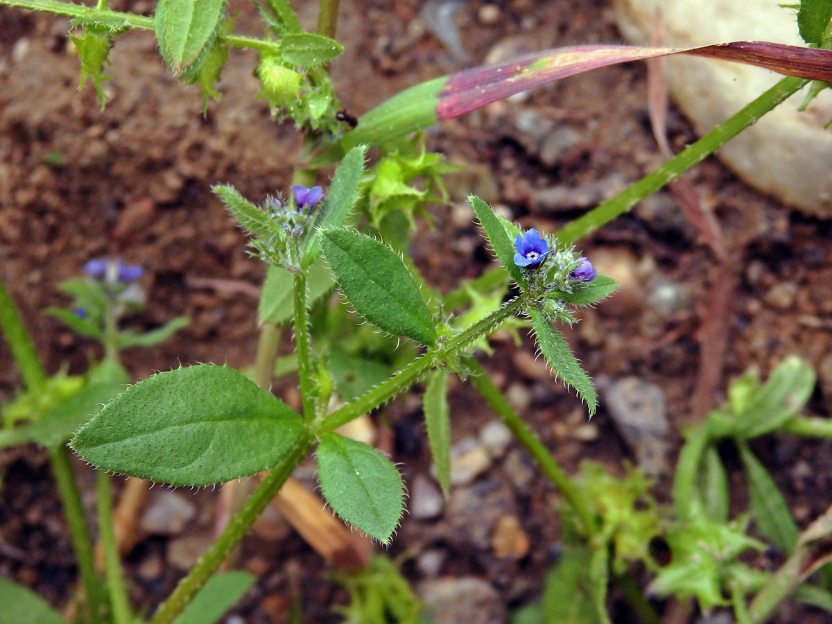 Ostrolist poléhavý (Asperugo procumbens L.)