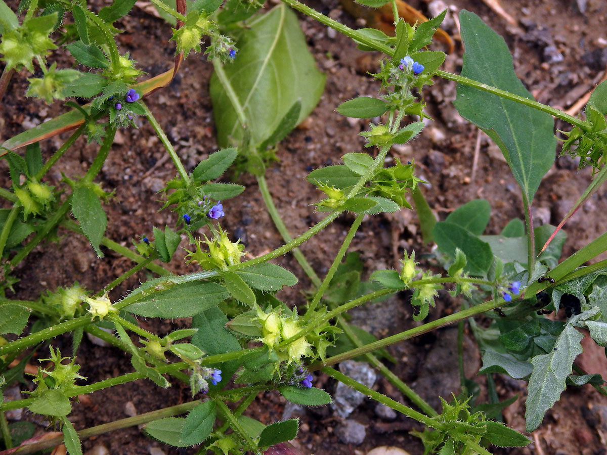 Ostrolist poléhavý (Asperugo procumbens L.)