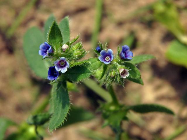 Ostrolist poléhavý (Asperugo procumbens L.)