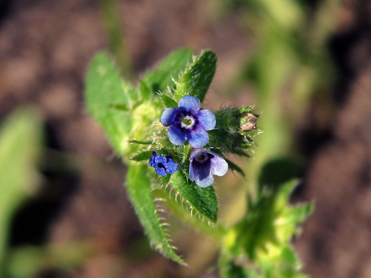 Ostrolist poléhavý (Asperugo procumbens L.)