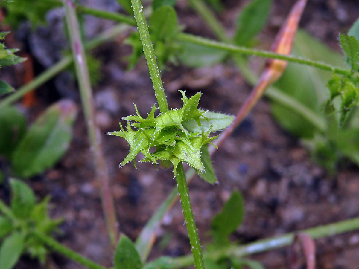 Ostrolist poléhavý (Asperugo procumbens L.)