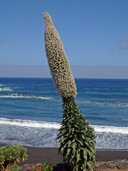 Hadinec (Echium simplex DC.)