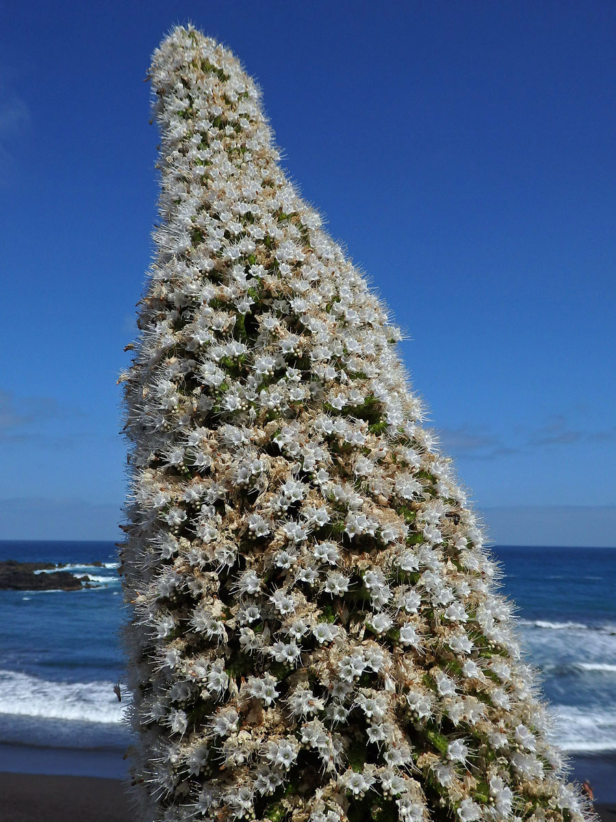 Hadinec (Echium simplex DC.)