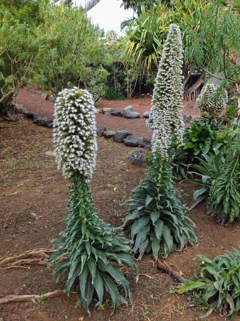 Hadinec (Echium simplex DC.)