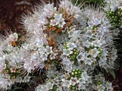 Hadinec (Echium simplex DC.)