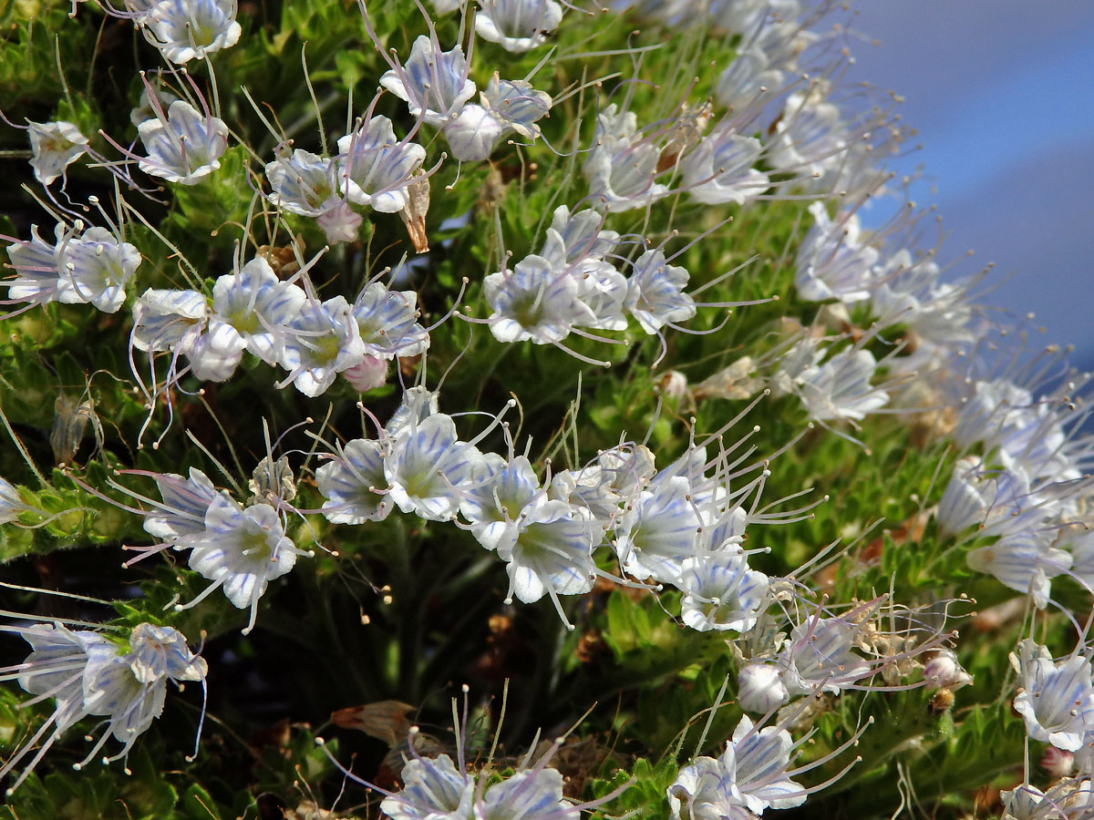 Hadinec (Echium simplex DC.)