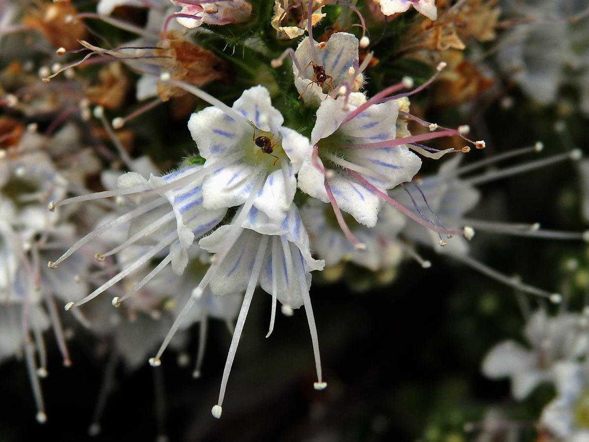 Hadinec (Echium simplex DC.)