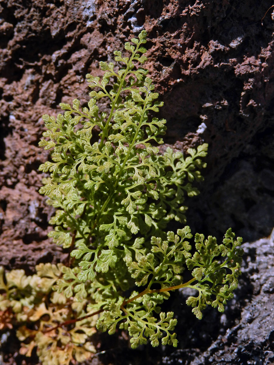 Jinořadec (Cryptogramma acrostichoides R. Br.)