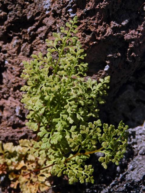 Jinořadec (Cryptogramma acrostichoides R. Br.)