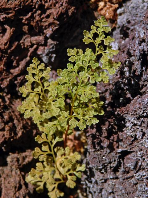 Jinořadec (Cryptogramma acrostichoides R. Br.)