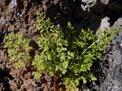 Jinořadec (Cryptogramma acrostichoides R. Br.)