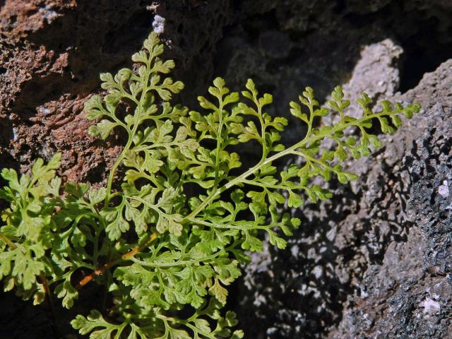 Jinořadec (Cryptogramma acrostichoides R. Br.)