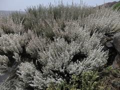 Čilimník (Cytisus supranubius (L. f.) Kuntze)      