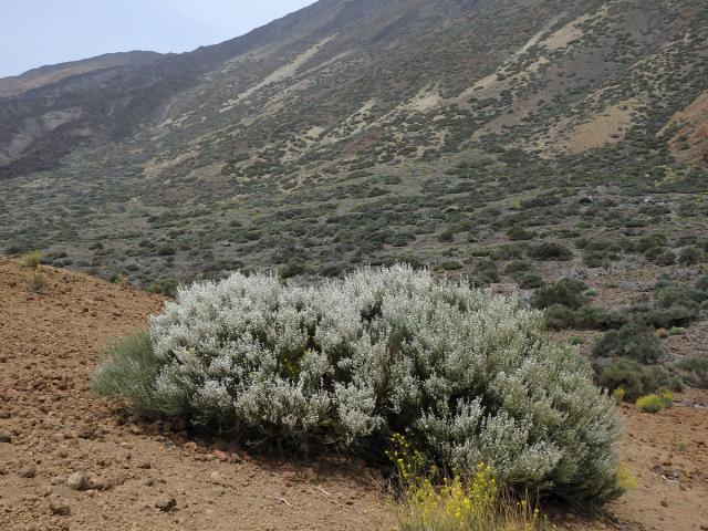 Čilimník (Cytisus supranubius (L. f.) Kuntze)