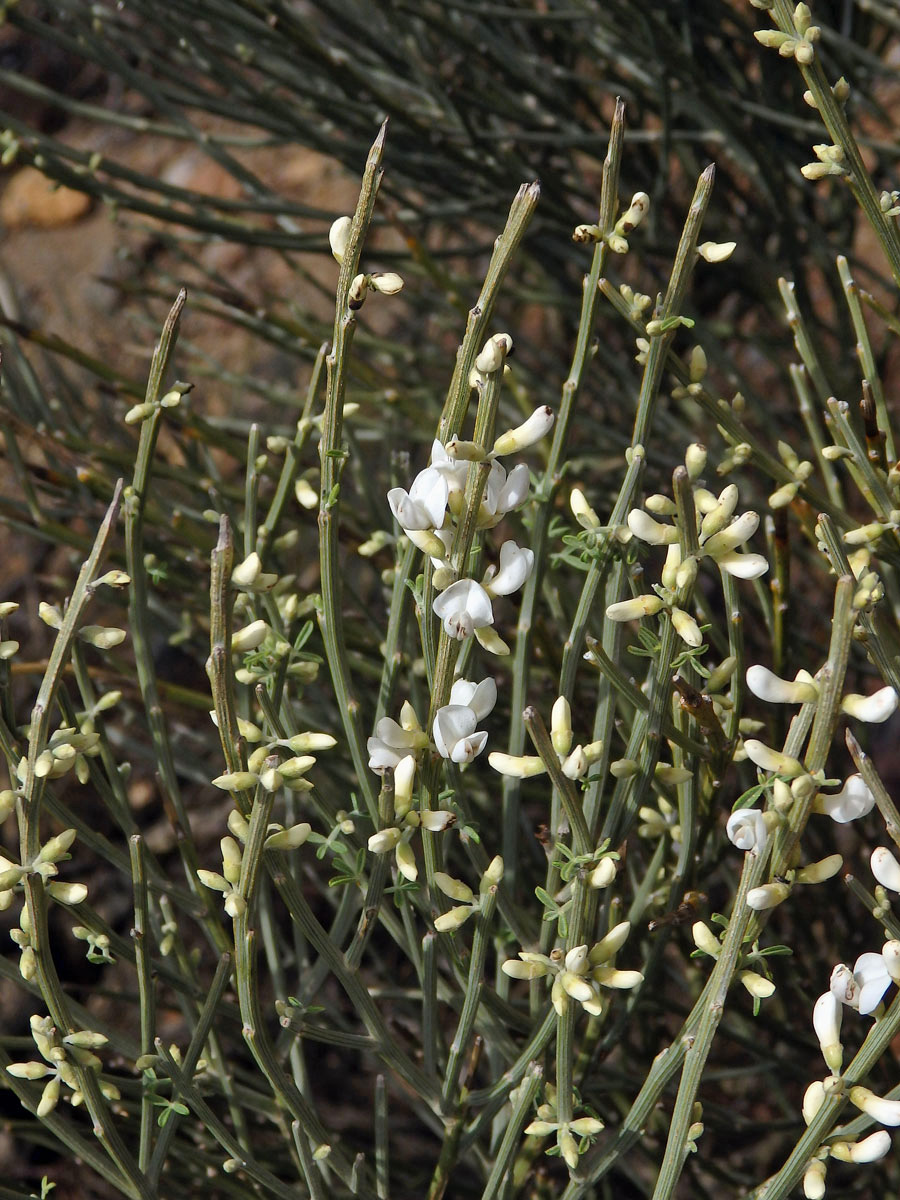 Čilimník (Cytisus supranubius (L. f.) Kuntze)