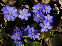 Jaterník podléška (trojlaločný) (Hepatica nobilis Schreber)