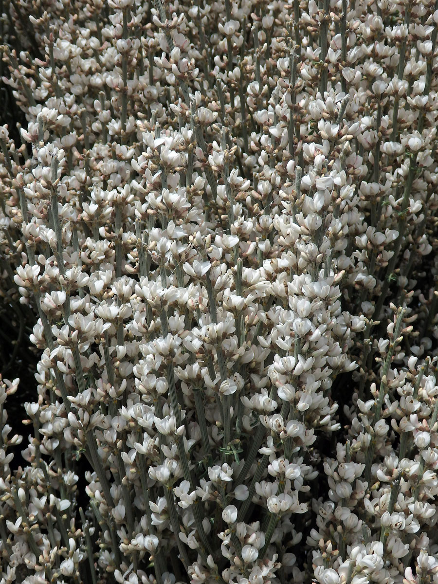 Čilimník (Cytisus supranubius (L. f.) Kuntze)