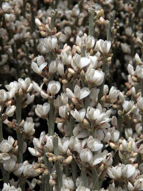 Čilimník (Cytisus supranubius (L. f.) Kuntze)