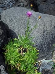 Cheirolophus canariensis (Willd.) Holub